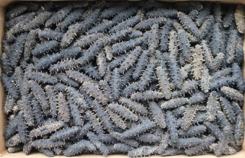 A厂大连淡干50头辽参海参批发泡发率7-8倍