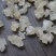 特上雪燕（全白雪花）5A雪燕泡发拉丝效果好