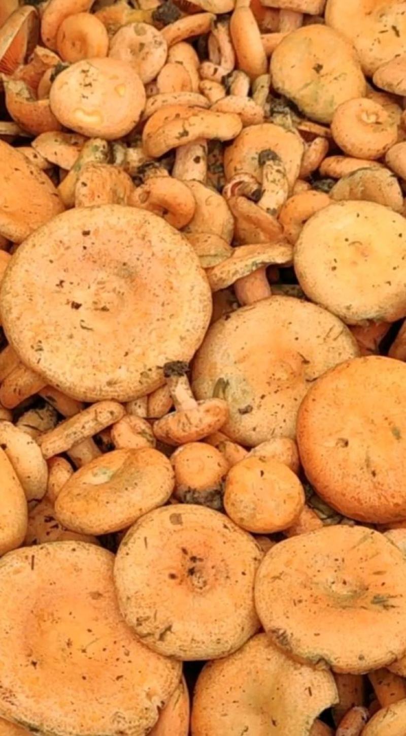 松树菌野生新鲜枞菌重阳菌松菌野磨菇松乳菇枞树菌三九菇