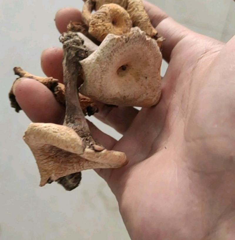 松树菌野生新鲜枞菌重阳菌松菌野磨菇松乳菇枞树菌三九菇