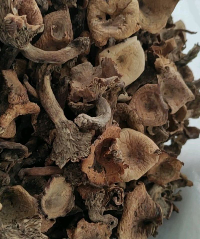 松树菌野生新鲜枞菌重阳菌松菌野磨菇松乳菇枞树菌三九菇