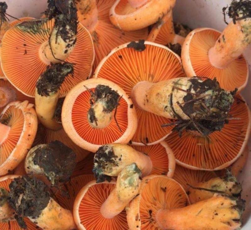 松树菌野生新鲜枞菌重阳菌松菌野磨菇松乳菇枞树菌三九菇