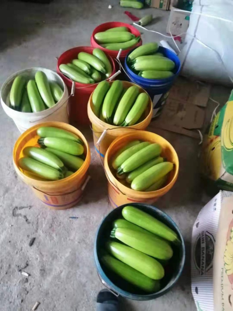 辽宁大棚西葫绿皮西葫芦产地大量供应可视频看货欢迎来