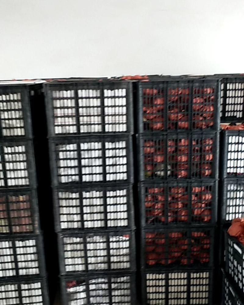 徐州新高梨产地直销地头发货可视频看货