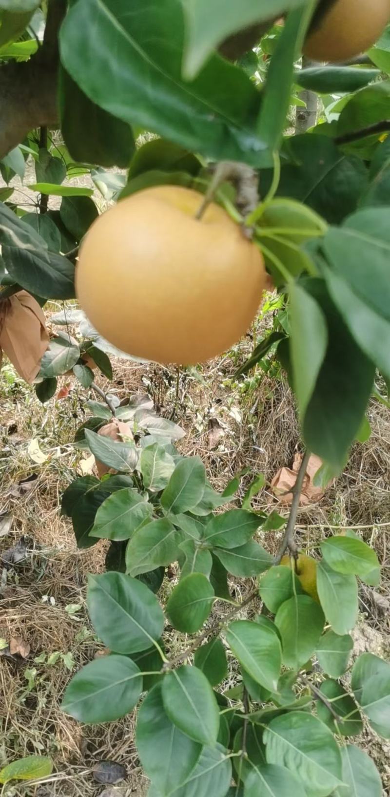 万亩梨，秋月梨大量上市有需要的联系我，有需要秋月梨的抓紧