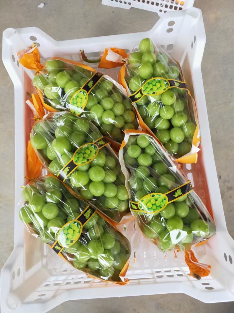 陕西省大荔县渭南阳光玫瑰自产自销品质有保证