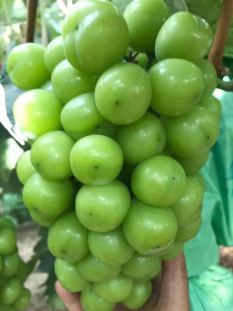 陕西省大荔县渭南阳光玫瑰自产自销品质有保证