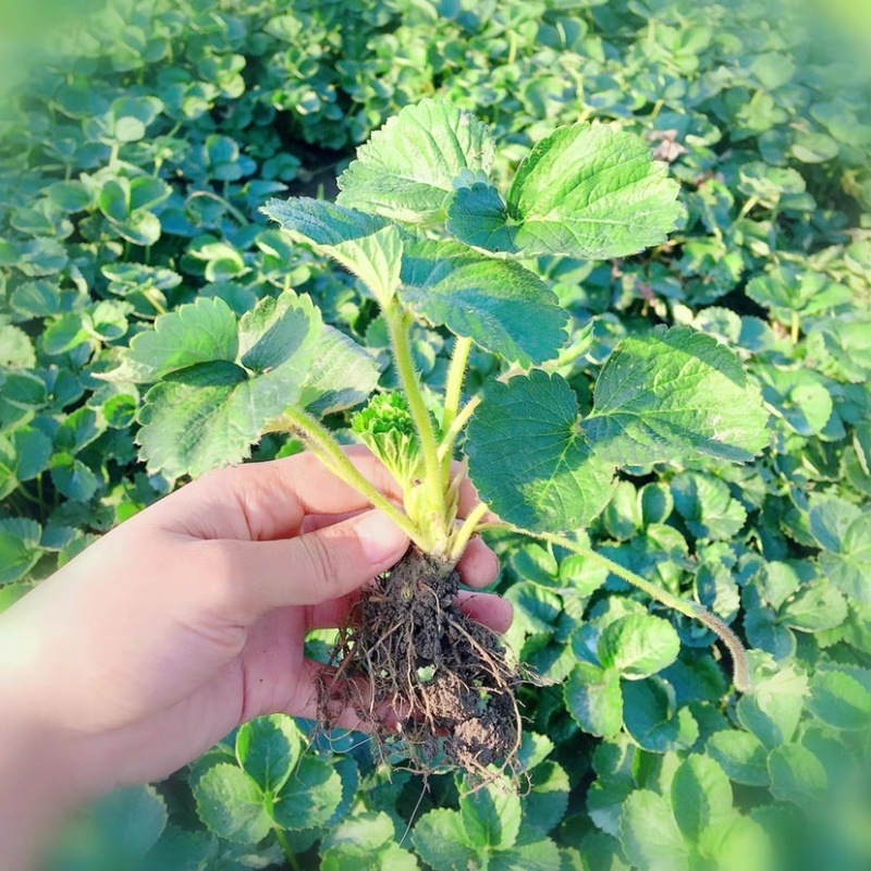 章姬，红颜，隋珠，四季草莓，妙香草莓苗，脱毒草莓苗