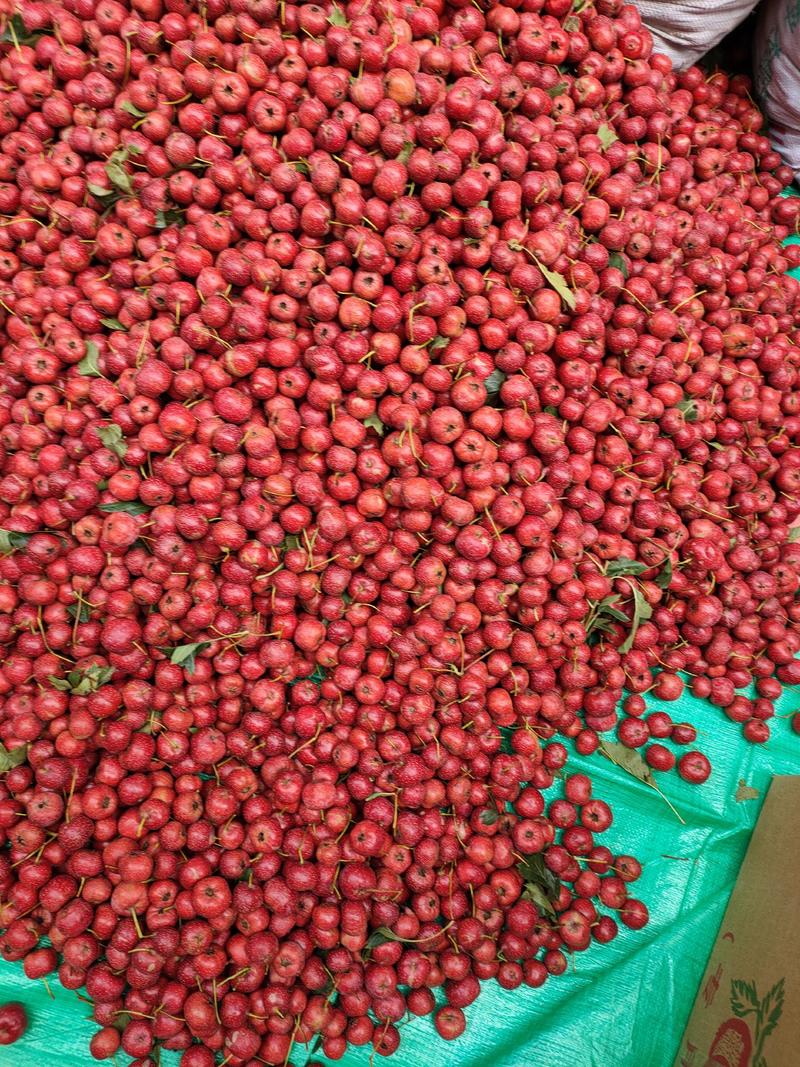 甜红子山楂基地供货，量大质优，制作糖球首先，需要的联系我