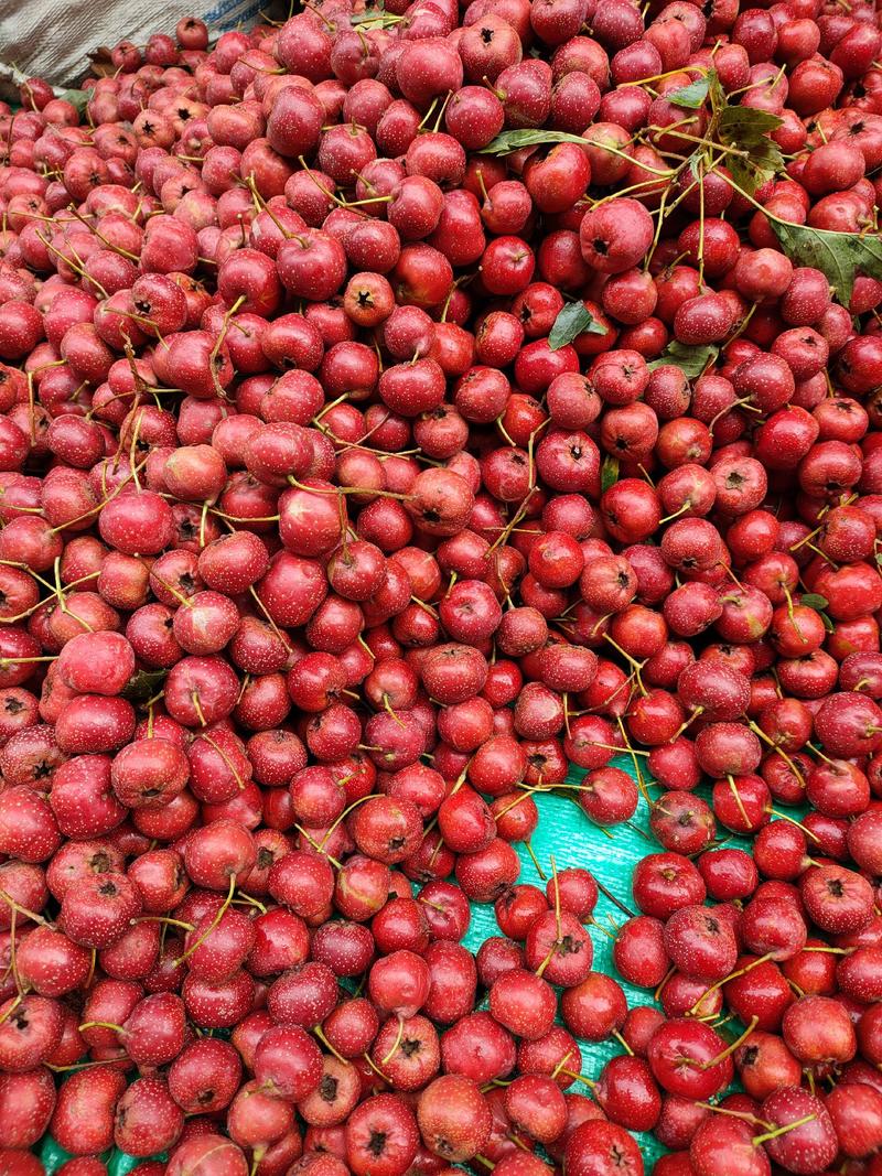 甜红子山楂基地供货，量大质优，制作糖球首先，需要的联系我