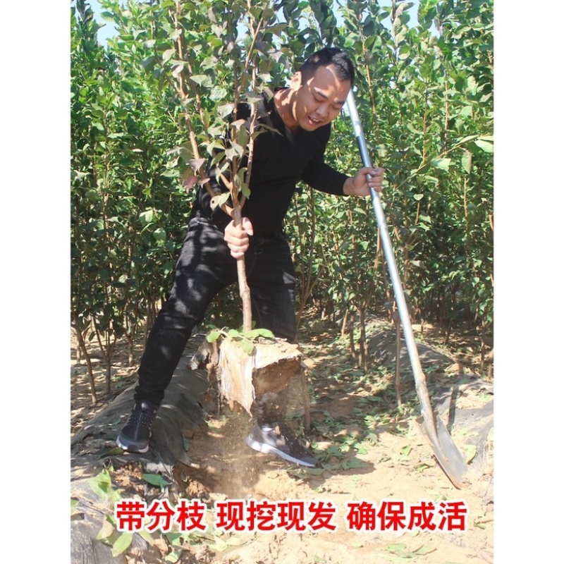 批发梅树苗皇后蓝蜜李子树苗南方北方种植果树苗当年结果苗