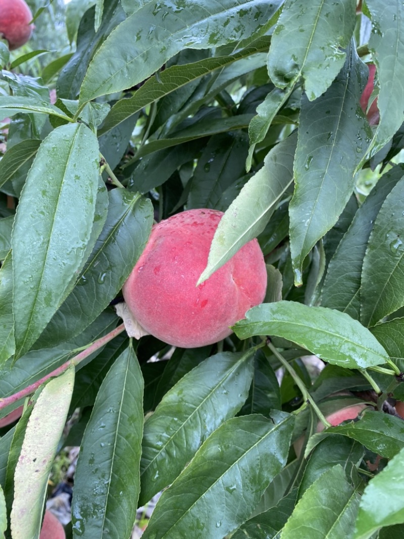 永莲七号水蜜桃