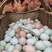 土鸡蛋京山山林散养虫草土鸡蛋大量供应保证质量保证新鲜