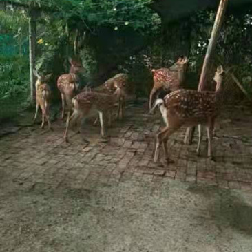 鹿苗