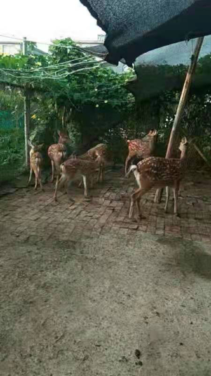 鹿苗
