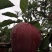 自产苹果皮薄同时进行代办