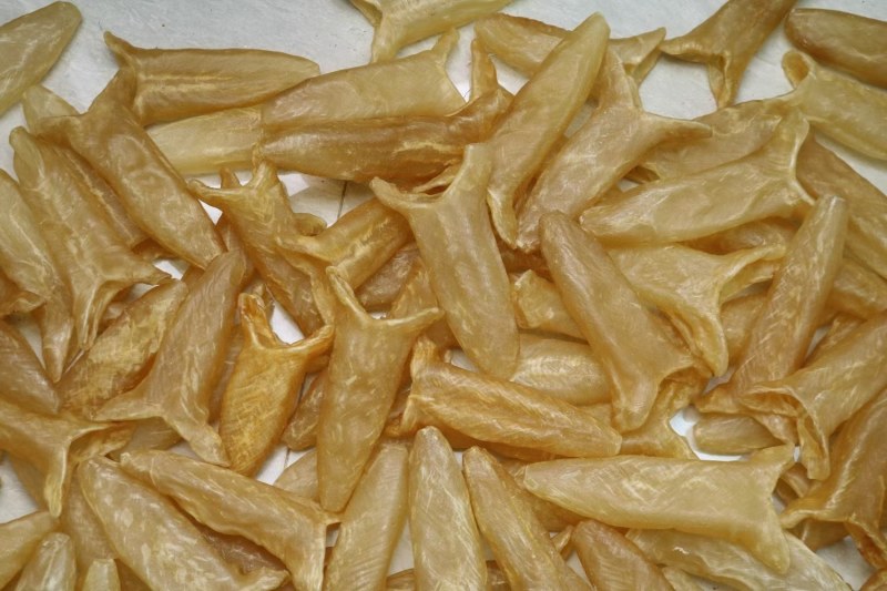 c厂黄花胶6头鱼胶花胶批发足干品质干没有破洞