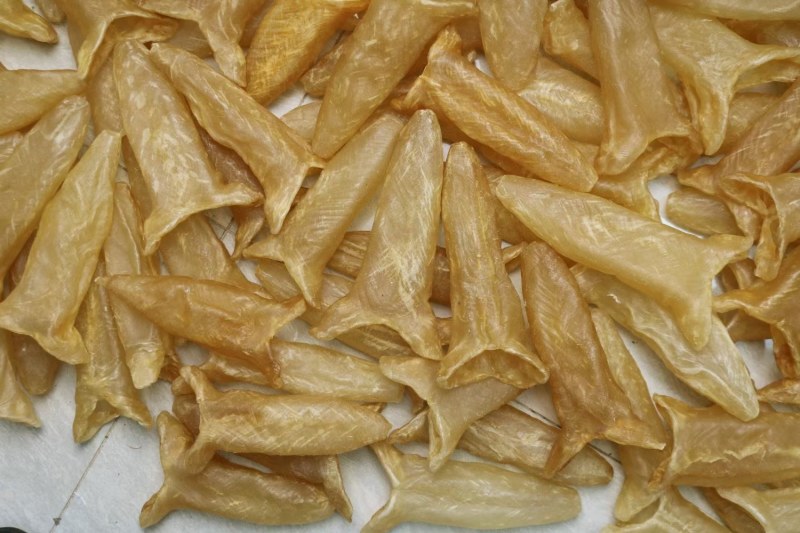 c厂黄花胶6头鱼胶花胶批发足干品质干没有破洞