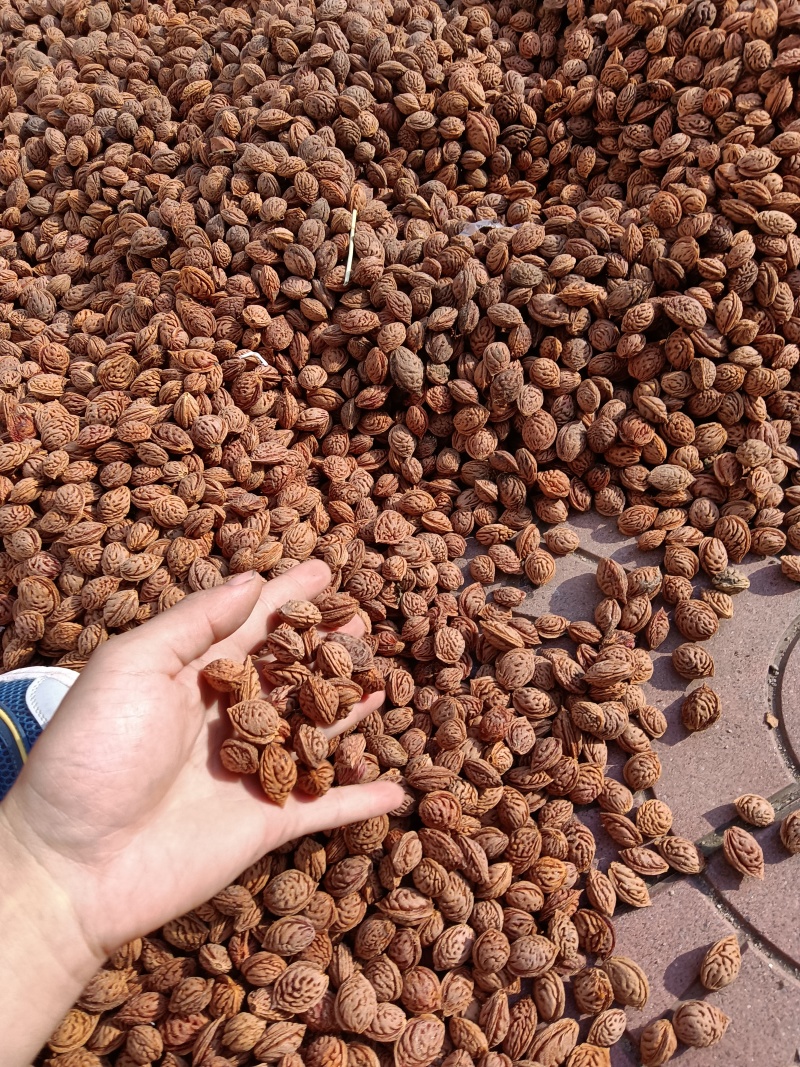 毛桃核，毛桃胡，杀菌处理桃种子，育苗种子