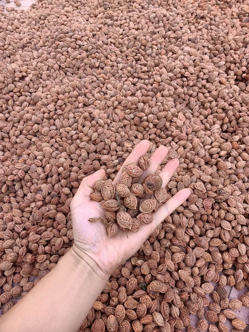 毛桃核，毛桃胡，杀菌处理桃种子，育苗种子