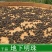 地下明珠正品野生地下明珠落地珍珠冷背中药材品质保证