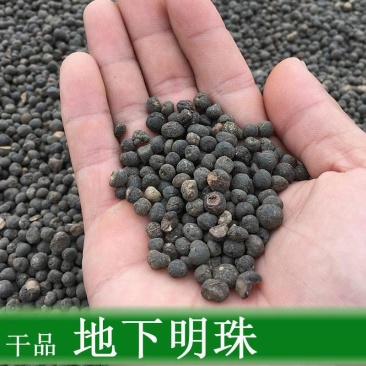 地下明珠正品野生地下明珠落地珍珠冷背中药材品质保证