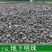 地下明珠正品野生地下明珠落地珍珠冷背中药材品质保证