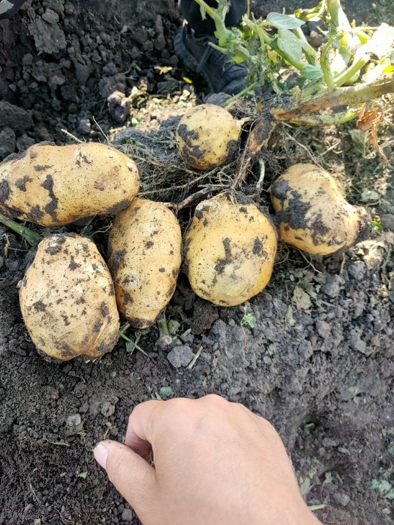 兴佳土豆，黄皮黄心，颜色亮，型好个大，老板们看效果如何