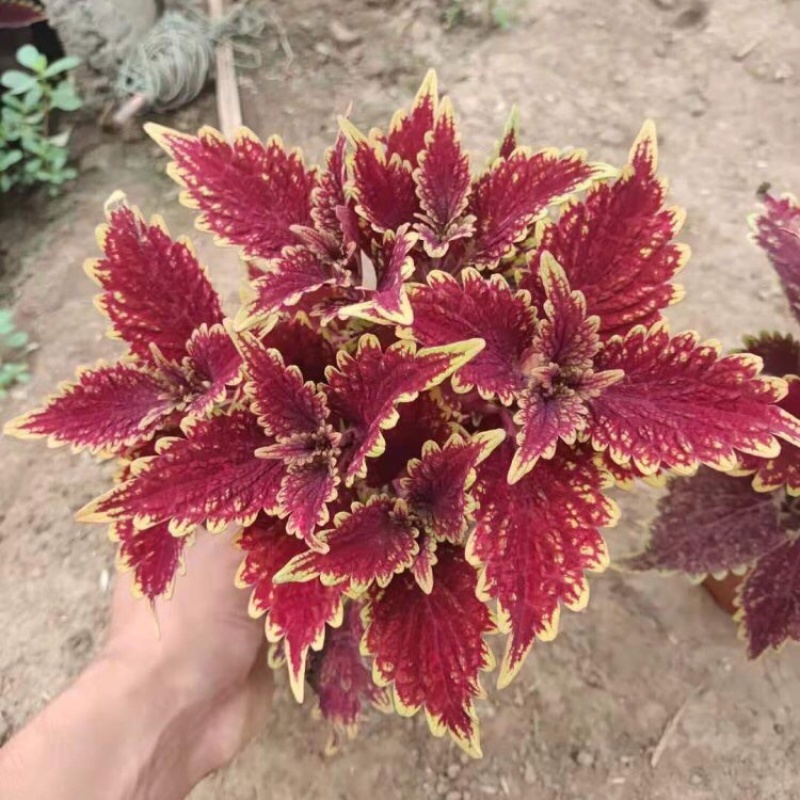 彩叶草，颜色齐全，基地直发，精品苗，大量有货
