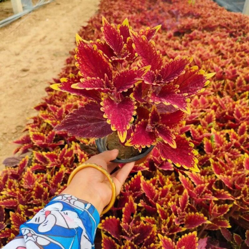 彩叶草，颜色齐全，基地直发，精品苗，大量有货