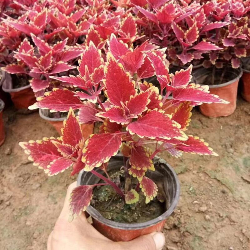 彩叶草，颜色齐全，基地直发，精品苗，大量有货