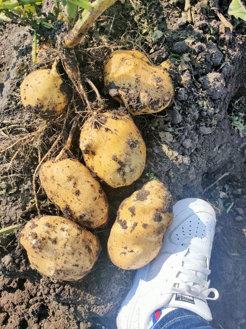 兴佳土豆，黄皮黄心，颜色亮，型好个大，老板们看效果如何