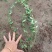 扶芳藤小叶扶芳藤大叶扶芳藤产地批发，大量有货