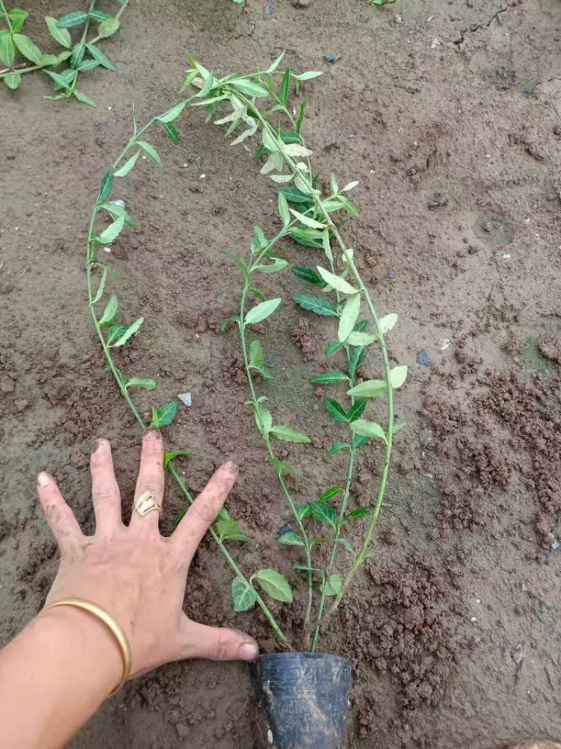 扶芳藤小叶扶芳藤大叶扶芳藤产地批发，大量有货