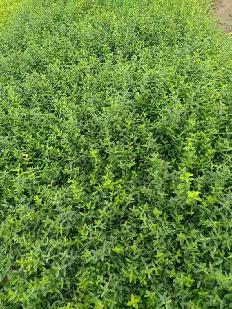 扶芳藤小叶扶芳藤大叶扶芳藤产地批发，大量有货