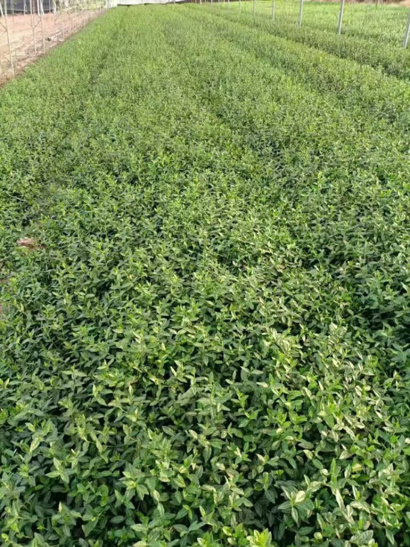扶芳藤小叶扶芳藤大叶扶芳藤产地批发，大量有货