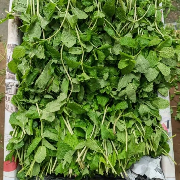 薄荷