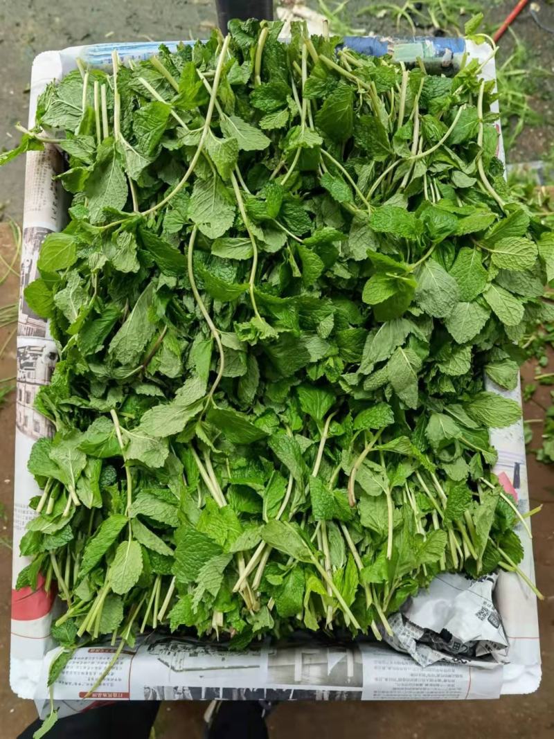 薄荷
