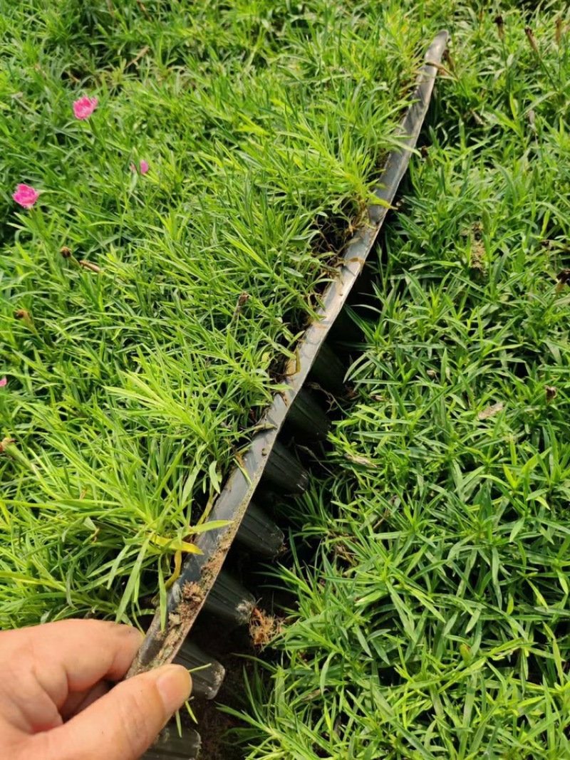 欧石竹穴盘苗，产地直发，大量供应欧石竹穴盘苗
