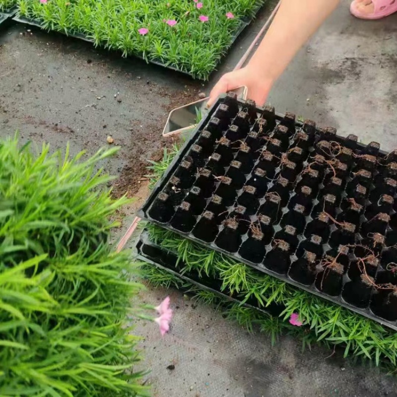 欧石竹穴盘苗，产地直发，大量供应欧石竹穴盘苗