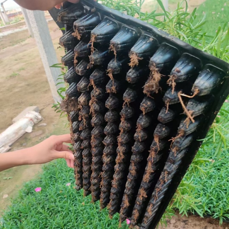 欧石竹穴盘苗，产地直发，大量供应欧石竹穴盘苗