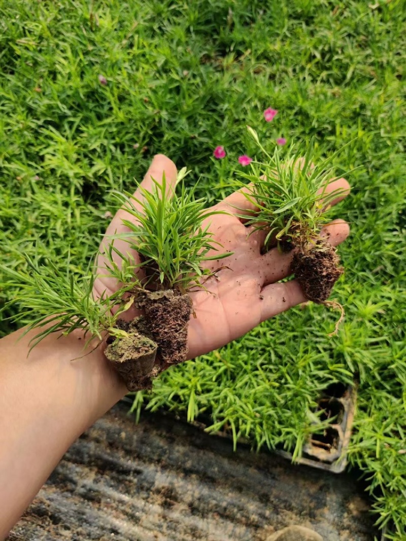 欧石竹穴盘苗，产地直发，大量供应欧石竹穴盘苗