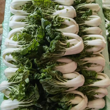 奶白