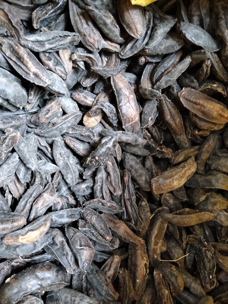 药用鼻涕虫批发先到先得