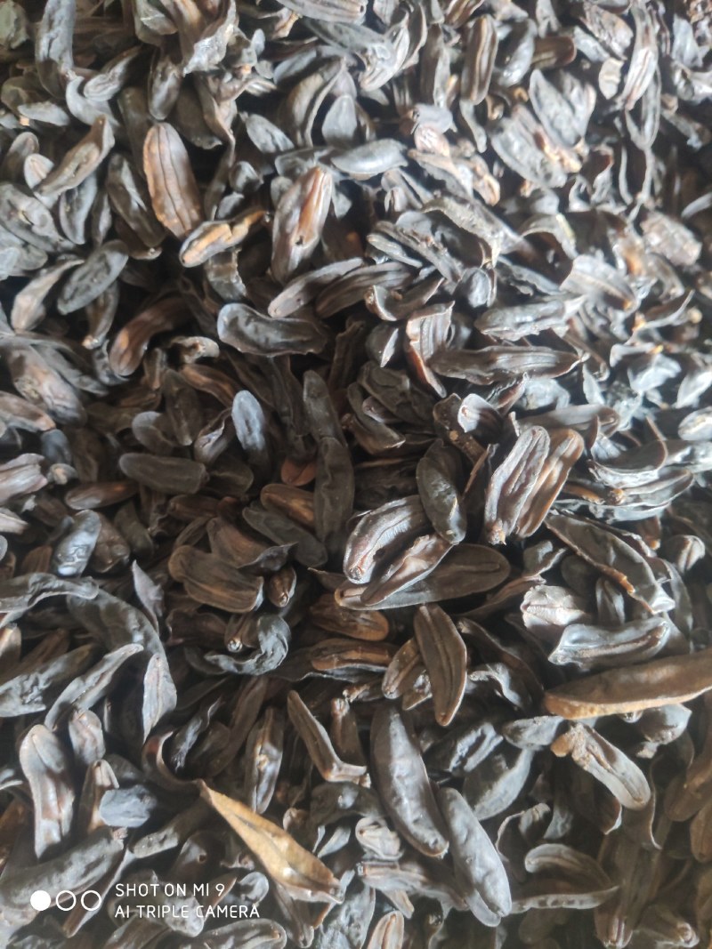 药用鼻涕虫批发先到先得