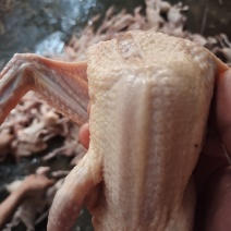 精品乳鸽价格下调，大量批发厂家直供量大从优