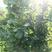 大榛子树，达维4年大树