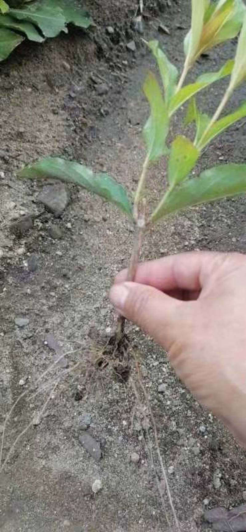 红王子锦带，紫叶锦带，四季锦带耐寒苗木！苗圃自产自销