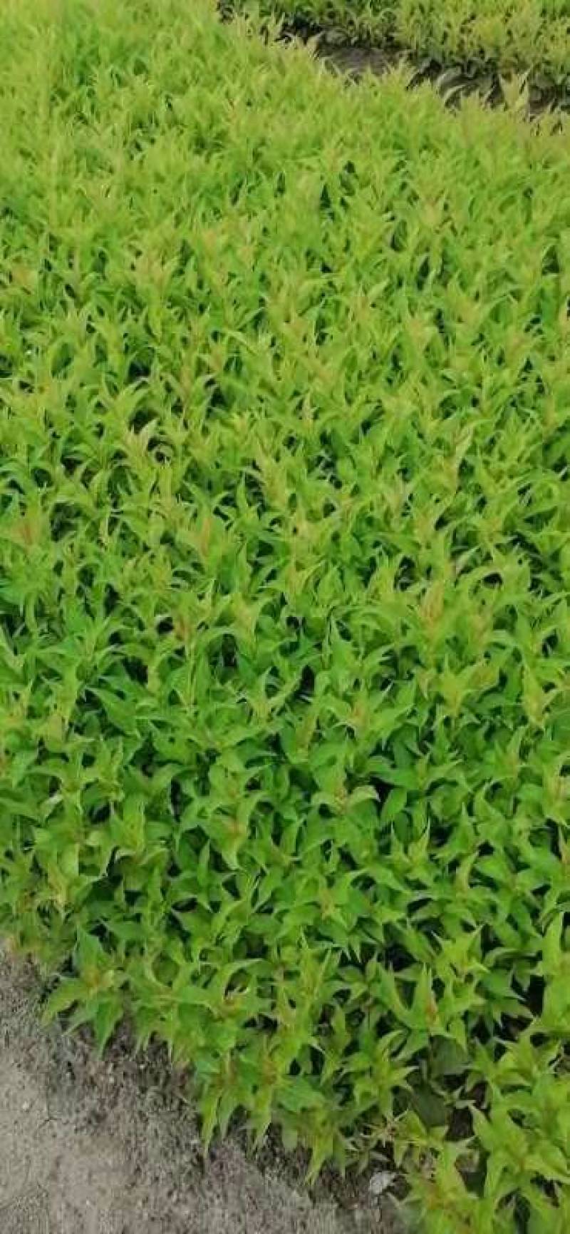 红王子锦带，紫叶锦带，四季锦带耐寒苗木！苗圃自产自销