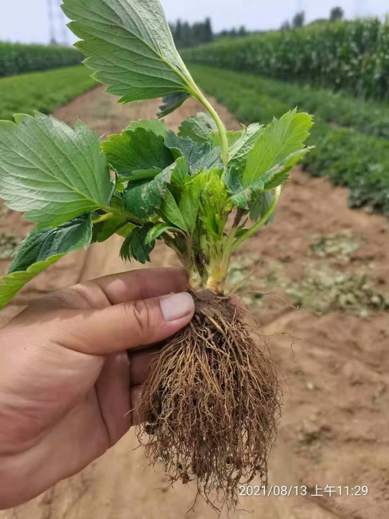 奶油草莓苗基地直销，脱毒苗现挖现卖包成活死苗补发